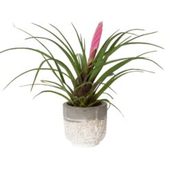 Tillandsia Cyanea In Topf, Rosa-violett, Topf-Ø 5,5 Cm, Höhe Ca. 15 Cm, 2er-Set -Gardena Verkaufsgeschäft 0225150069 0225150070 Tillandsia cyanea in Betontopf 2 119772