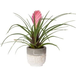 Tillandsia Cyanea In Topf, Rosa-violett, Topf-Ø 5,5 Cm, Höhe Ca. 15 Cm, 2er-Set -Gardena Verkaufsgeschäft 0225150069 0225150070 Tillandsia cyanea in Betontopf 3 119774