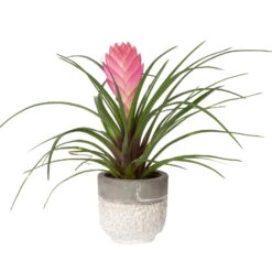 Tillandsia Cyanea In Topf, Rosa-violett, Topf-Ø 5,5 Cm, Höhe Ca. 15 Cm, 2er-Set -Gardena Verkaufsgeschäft 0225150069 0225150070 Tillandsia cyanea in Betontopf 4 119773