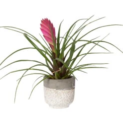 Tillandsia Cyanea In Topf, Rosa-violett, Topf-Ø 5,5 Cm, Höhe Ca. 15 Cm, 2er-Set -Gardena Verkaufsgeschäft 0225150069 0225150070 Tillandsia cyanea in Betontopf 5 119775