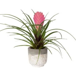 Tillandsia Cyanea In Topf, Rosa-violett, Topf-Ø 5,5 Cm, Höhe Ca. 15 Cm, 2er-Set -Gardena Verkaufsgeschäft 0225150069 0225150070 Tillandsia cyanea in Betontopf 7 119770