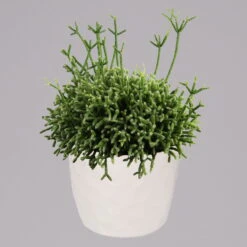 Rhipsalis In Dekotopf 'Honey', Topf-Ø 6 Cm, 3er-Set 7 Rhipsalis In Dekotopf 'Honey', Topf-Ø 6 Cm, 3er-Set -Gardena Verkaufsgeschäft 0225200543 Mini Rhipsalis Set in Topf Honey1 117310