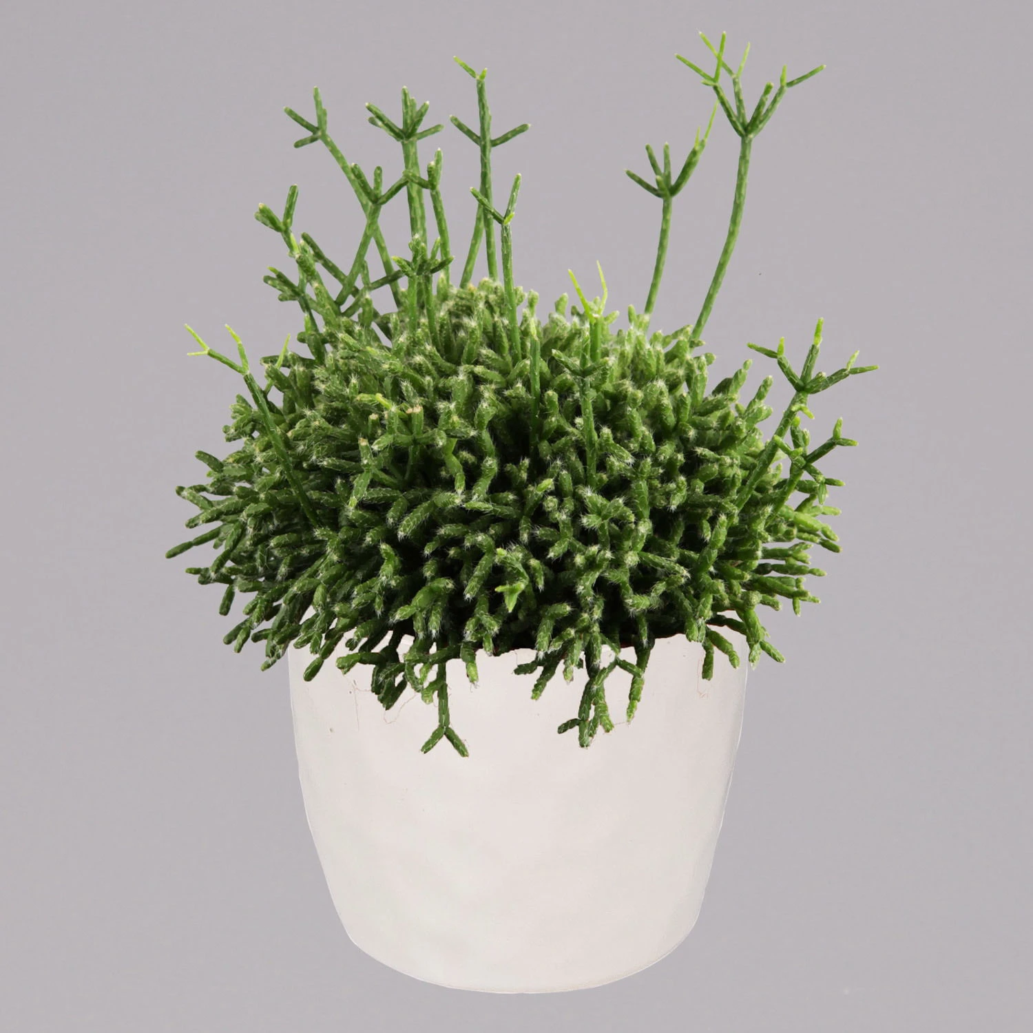 Rhipsalis In Dekotopf 'Honey', Topf-Ø 6 Cm, 3er-Set 4 Rhipsalis In Dekotopf 'Honey', Topf-Ø 6 Cm, 3er-Set – Bild 2