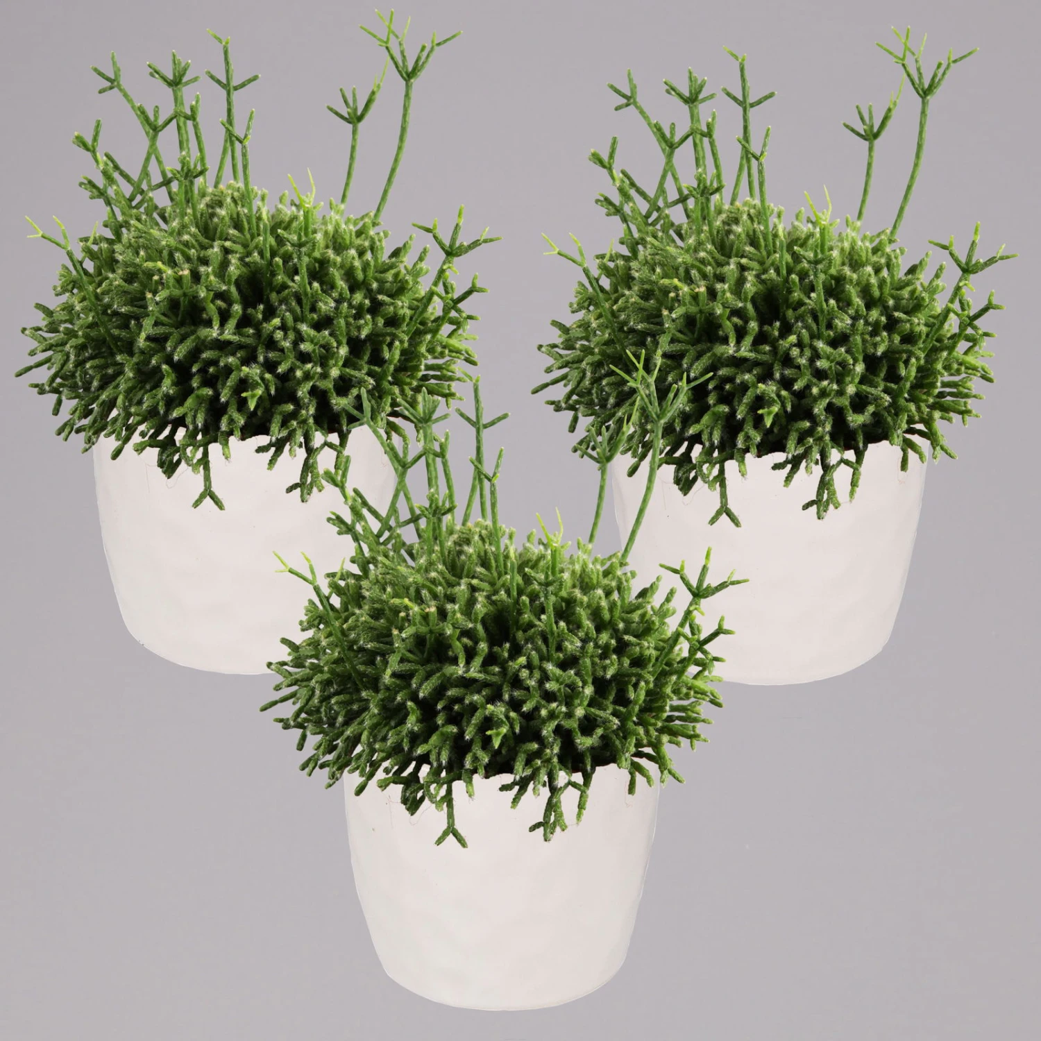 Rhipsalis In Dekotopf 'Honey', Topf-Ø 6 Cm, 3er-Set 3 Rhipsalis In Dekotopf 'Honey', Topf-Ø 6 Cm, 3er-Set