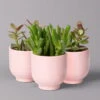 Sukkulenten Im Dekotopf 'Glazed Pink', Verschiedene Arten, Topf-Ø 6 Cm, 3er-Set 1 Sukkulenten Im Dekotopf 'Glazed Pink', Verschiedene Arten, Topf-Ø 6 Cm, 3er-Set -Gardena Verkaufsgeschäft 0225200736 Sukkulenten Set in Topf Glazed Pink 3er Set 2