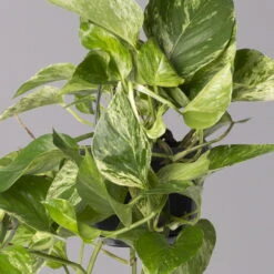 Efeutute 'Marble Queen', In Ampeltopf, Topf-Ø 15 Cm -Gardena Verkaufsgeschäft 0230200141 Epipremnum Marble Queen 15cm 3 115557