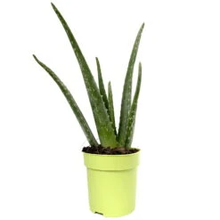 Aloe Vera, Topf-Ø 12 Cm, Höhe Ca. 20-30 Cm, 3er-Set -Gardena Verkaufsgeschäft 0250102711 3er Set Aloe vera 12er Topf ca 30cm 1
