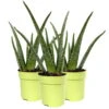 Aloe Vera, Topf-Ø 12 Cm, Höhe Ca. 20-30 Cm, 3er-Set 2 Aloe Vera, Topf-Ø 12 Cm, Höhe Ca. 20-30 Cm, 3er-Set -Gardena Verkaufsgeschäft 0250102711 3er Set Aloe vera 12er Topf ca 30cm