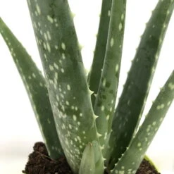Aloe Vera, Topf-Ø 12 Cm, Höhe Ca. 20-30 Cm, 3er-Set -Gardena Verkaufsgeschäft 0250102711 3er Set Aloe vera 12er Topf ca 30cm 2