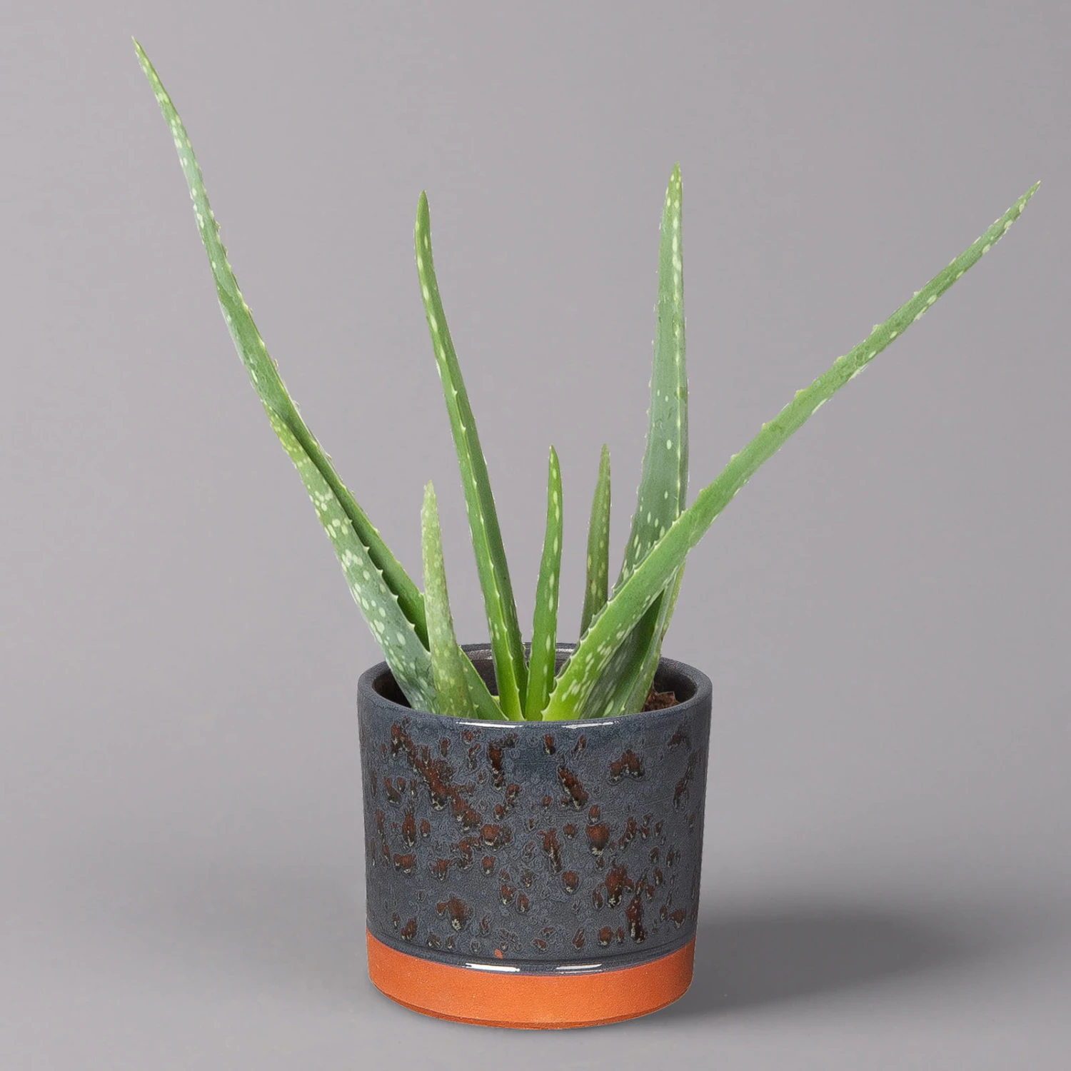 Aloe Vera In Keramiktopf Lauren Blau, Topf-Ø 12 Cm, Höhe Ca. 35 Cm 3 Aloe Vera In Keramiktopf Lauren Blau, Topf-Ø 12 Cm, Höhe Ca. 35 Cm