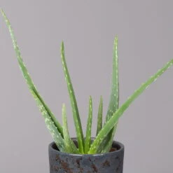 Aloe Vera In Keramiktopf Lauren Blau, Topf-Ø 12 Cm, Höhe Ca. 35 Cm 8 Aloe Vera In Keramiktopf Lauren Blau, Topf-Ø 12 Cm, Höhe Ca. 35 Cm -Gardena Verkaufsgeschäft 0250103273 Aloe vera mit Uebertopf Lauren blau 2