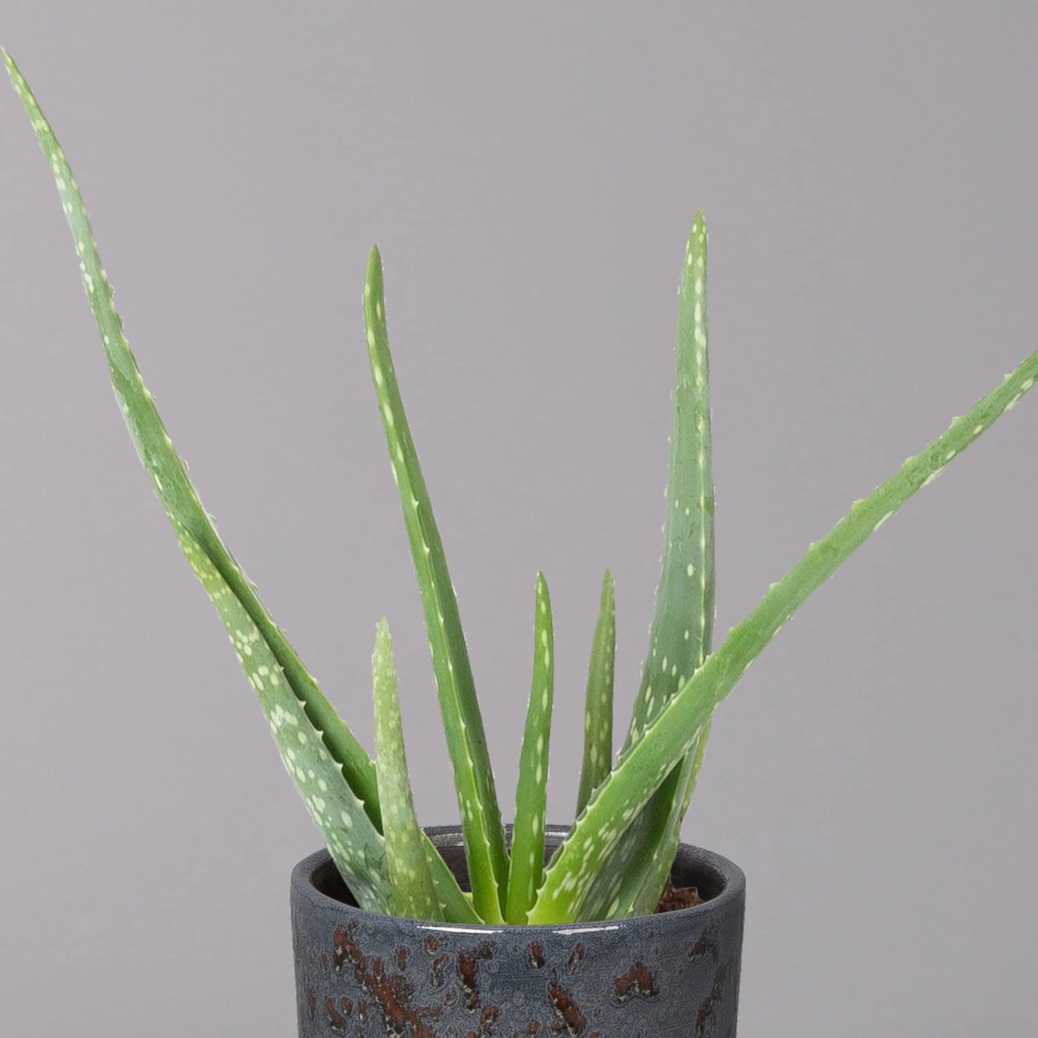 Aloe Vera In Keramiktopf Lauren Blau, Topf-Ø 12 Cm, Höhe Ca. 35 Cm 4 Aloe Vera In Keramiktopf Lauren Blau, Topf-Ø 12 Cm, Höhe Ca. 35 Cm – Bild 2