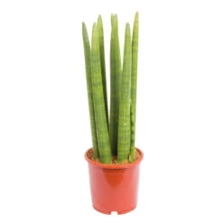 Bogenhanf 'Straight', Topf-Ø 14 Cm, Höhe Ca. 50 Cm 8 Bogenhanf 'Straight', Topf-Ø 14 Cm, Höhe Ca. 50 Cm -Gardena Verkaufsgeschäft 0250200242 Sansevieria Cylindrica Straight 14cm T H 50cm