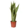 Bogenhanf, Topf-Ø 21 Cm, Höhe Ca. 80 Cm -Gardena Verkaufsgeschäft 0250200267 Sansevieria trifasciata Laurentii 2