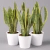 Bogenhanf In Keramiktopf Dallas Weiß, Topf-Ø 12 Cm, Höhe Ca. 30-45 Cm, 3er-Set 1 Bogenhanf In Keramiktopf Dallas Weiß, Topf-Ø 12 Cm, Höhe Ca. 30-45 Cm, 3er-Set -Gardena Verkaufsgeschäft 0250200685 Sansev Laurentii in Topf Dallas weiss 3er Set