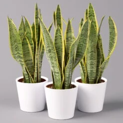 Bogenhanf In Keramiktopf Dallas Weiß, Topf-Ø 12 Cm, Höhe Ca. 30-45 Cm, 3er-Set