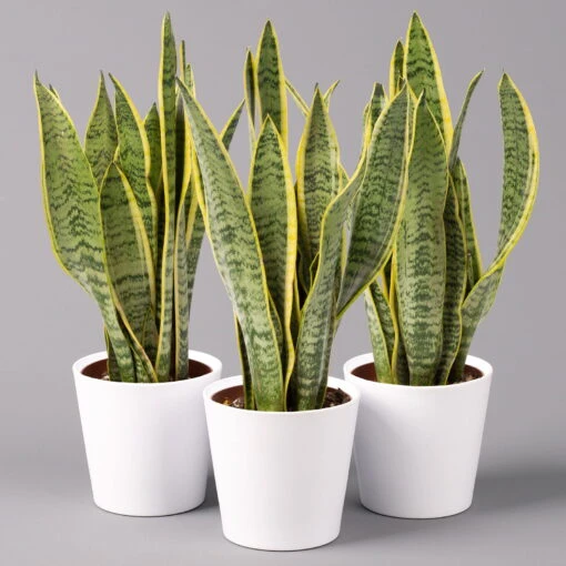 Bogenhanf In Keramiktopf Dallas Weiß, Topf-Ø 12 Cm, Höhe Ca. 30-45 Cm, 3er-Set -Gardena Verkaufsgeschäft 0250200685 Sansev Laurentii in Topf Dallas weiss 3er Set