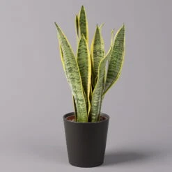 Gardena Verkaufsgeschäft -Gardena Verkaufsgeschäft 0250200718 Sansev Laurentii Dallas anthrazit 1