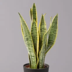 Bogenhanf In Keramiktopf Anthrazit, Topf-Ø 12 Cm, Höhe Ca. 35-45 Cm, 3er-Set -Gardena Verkaufsgeschäft 0250200718 Sansev Laurentii Dallas anthrazit 2