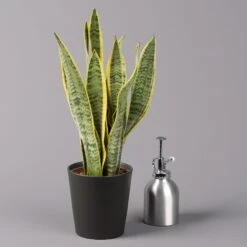 Bogenhanf In Keramiktopf Anthrazit, Topf-Ø 12 Cm, Höhe Ca. 35-45 Cm, 3er-Set -Gardena Verkaufsgeschäft 0250200718 Sansev Laurentii Dallas anthrazit 3