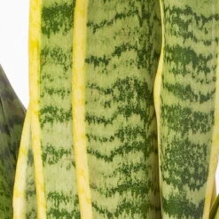 Bogenhanf In Keramiktopf Anthrazit, Topf-Ø 12 Cm, Höhe Ca. 35-45 Cm, 3er-Set -Gardena Verkaufsgeschäft 0250200718 Sansev Laurentii Dallas anthrazit 4