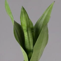 Bogenhanf 'Moonshine' In Übertopf Vibes Gelb, Topf-Ø 12 Cm, Höhe Ca. 45 Cm 9 Bogenhanf 'Moonshine' In Übertopf Vibes Gelb, Topf-Ø 12 Cm, Höhe Ca. 45 Cm -Gardena Verkaufsgeschäft 0250200807 0250200808 0250200809 sansevieria moonshine T12 1 1 123605 1