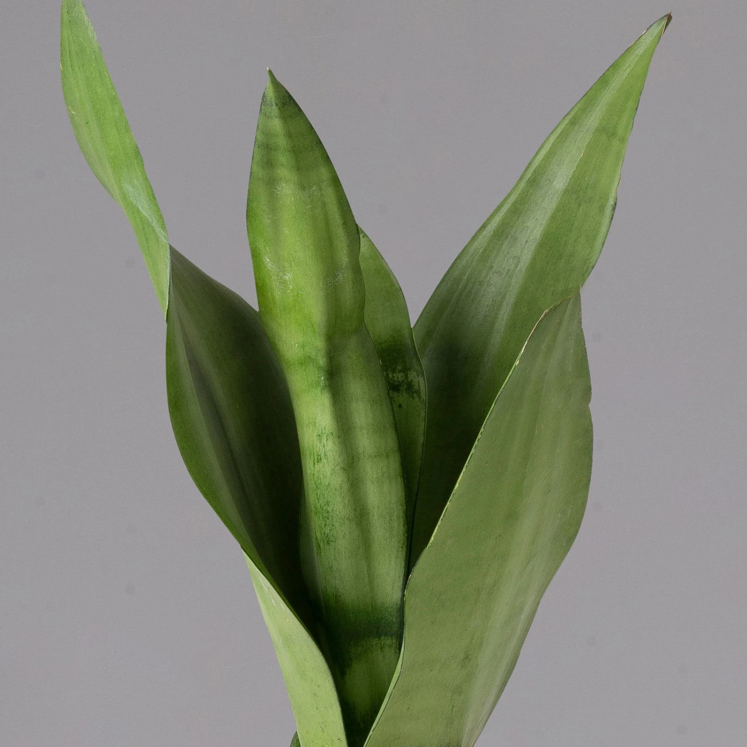 Bogenhanf 'Moonshine' In Übertopf Vibes Gelb, Topf-Ø 12 Cm, Höhe Ca. 45 Cm 4 Bogenhanf 'Moonshine' In Übertopf Vibes Gelb, Topf-Ø 12 Cm, Höhe Ca. 45 Cm – Bild 2