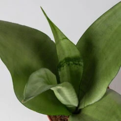 Bogenhanf 'Moonshine' In Übertopf Vibes Weiß, Topf-Ø 12 Cm, Höhe Ca. 45 Cm -Gardena Verkaufsgeschäft 0250200807 0250200808 0250200809 sansevieria moonshine T12 1 2 123611