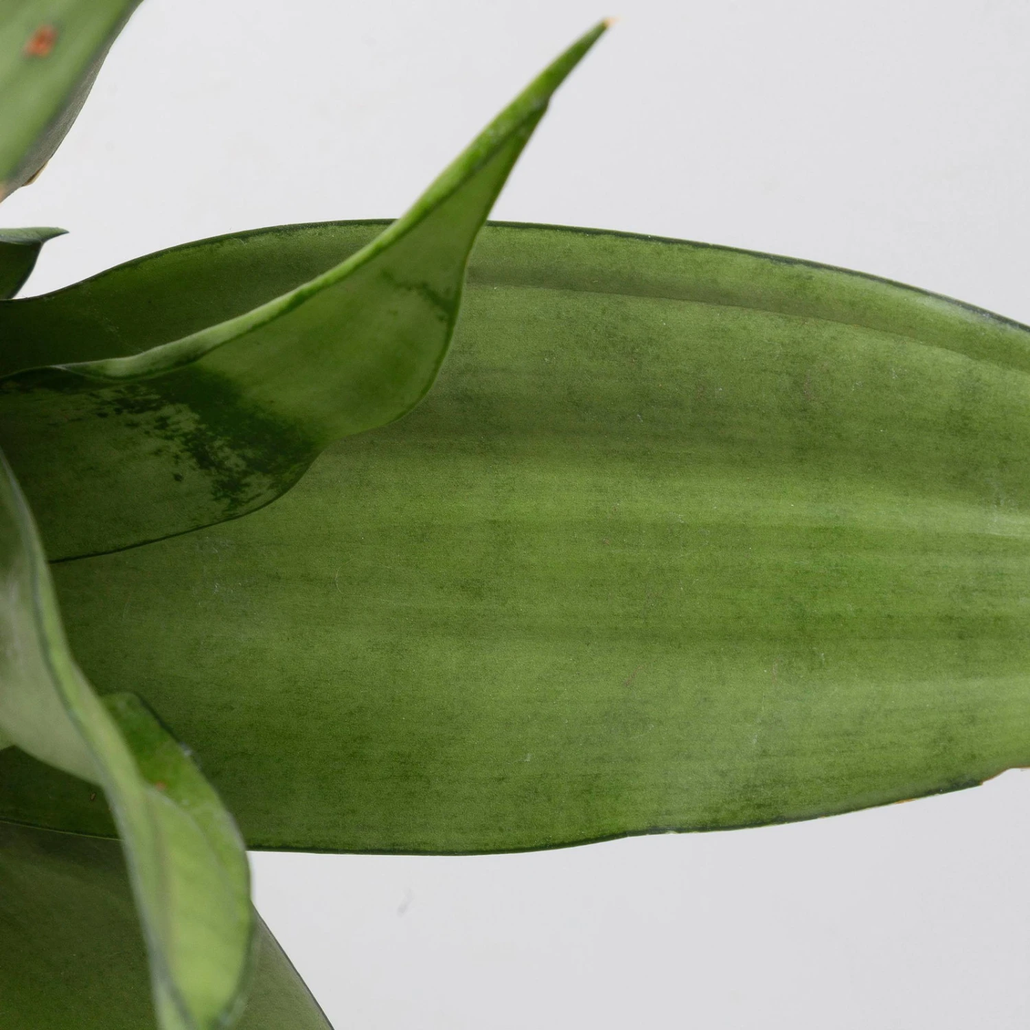 Bogenhanf 'Moonshine' In Übertopf Vibes Gelb, Topf-Ø 12 Cm, Höhe Ca. 45 Cm 6 Bogenhanf 'Moonshine' In Übertopf Vibes Gelb, Topf-Ø 12 Cm, Höhe Ca. 45 Cm – Bild 4