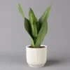 Bogenhanf 'Moonshine' In Übertopf Vibes Weiß, Topf-Ø 12 Cm, Höhe Ca. 45 Cm -Gardena Verkaufsgeschäft 0250200807 Sansevieria Moonshine mit uebertopf weiss Elho Vibes 123607