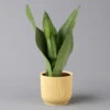 Bogenhanf 'Moonshine' In Übertopf Vibes Gelb, Topf-Ø 12 Cm, Höhe Ca. 45 Cm -Gardena Verkaufsgeschäft 0250200814 Sansevieria Moonshine mit uebertopf gelb 12cmT H45cm Elho Vibes 124814