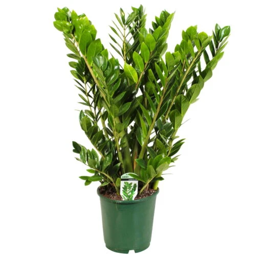 Glücksfeder, Topf-Ø 24 Cm, Höhe Ca. 100 Cm -Gardena Verkaufsgeschäft 0250300007 Zamioculcas Lucky Classic 24cm T H 90cm