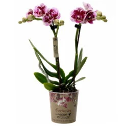 Gardena Verkaufsgeschäft -Gardena Verkaufsgeschäft 0290100046 Phalaenopsis 2Rispen gesprenkelt 9cm Topf Hoehe 30cm