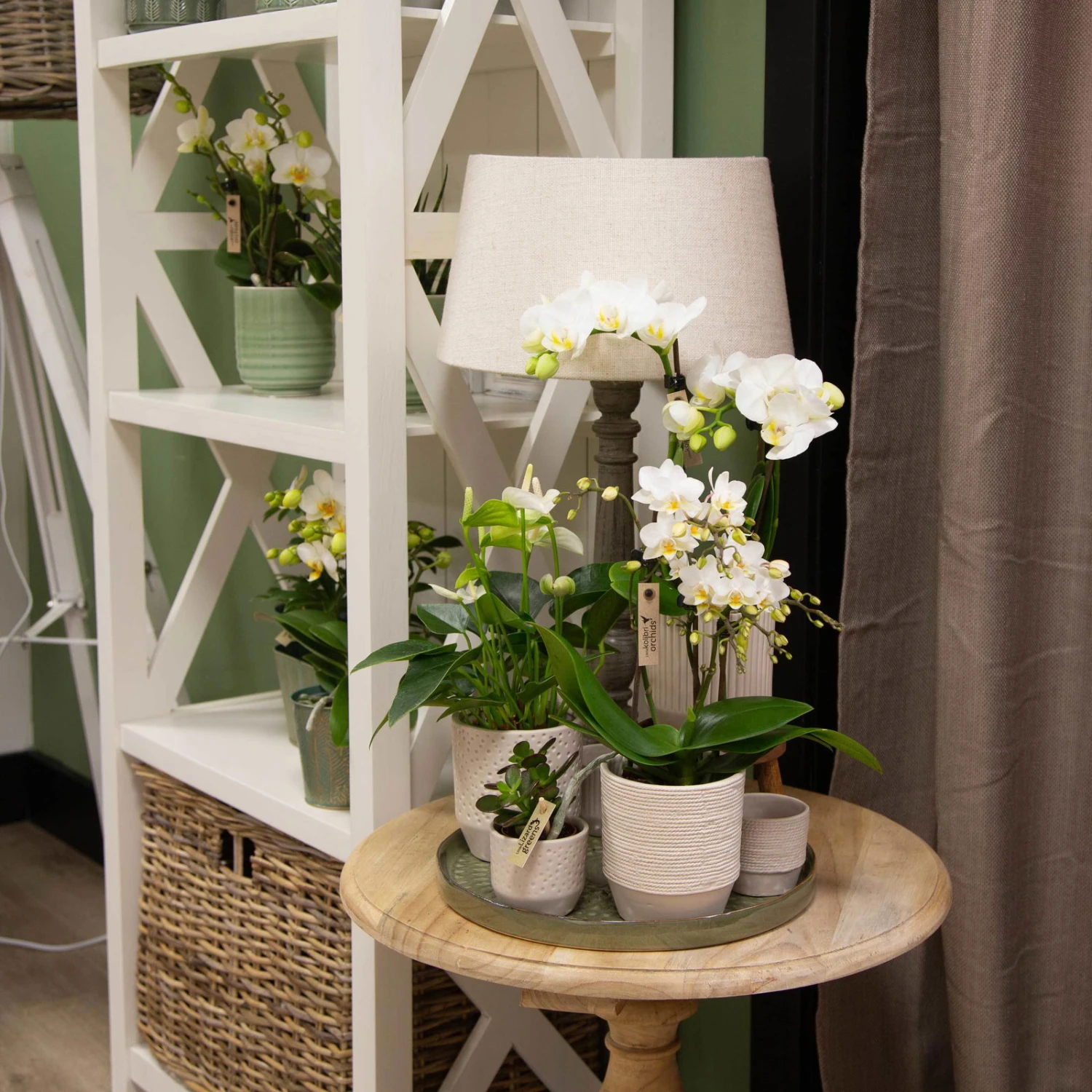 Phalaenopsis, Weißtöne, 2 Rispen, Topf-Ø 9 Cm, Höhe Ca. 30 Cm 8 Phalaenopsis, Weißtöne, 2 Rispen, Topf-Ø 9 Cm, Höhe Ca. 30 Cm – Bild 6