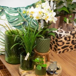 Phalaenopsis, Weißtöne, 2 Rispen, Topf-Ø 9 Cm, Höhe Ca. 30 Cm 13 Phalaenopsis, Weißtöne, 2 Rispen, Topf-Ø 9 Cm, Höhe Ca. 30 Cm -Gardena Verkaufsgeschäft 0290100048 2