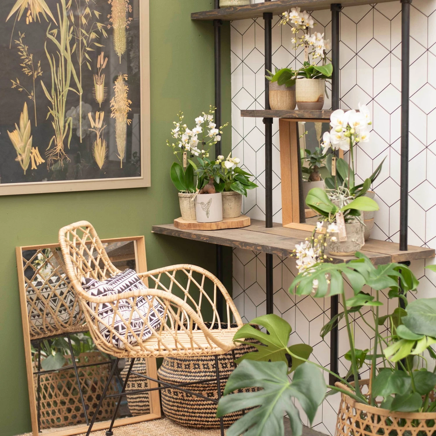 Phalaenopsis, Weißtöne, 2 Rispen, Topf-Ø 9 Cm, Höhe Ca. 30 Cm 7 Phalaenopsis, Weißtöne, 2 Rispen, Topf-Ø 9 Cm, Höhe Ca. 30 Cm – Bild 5