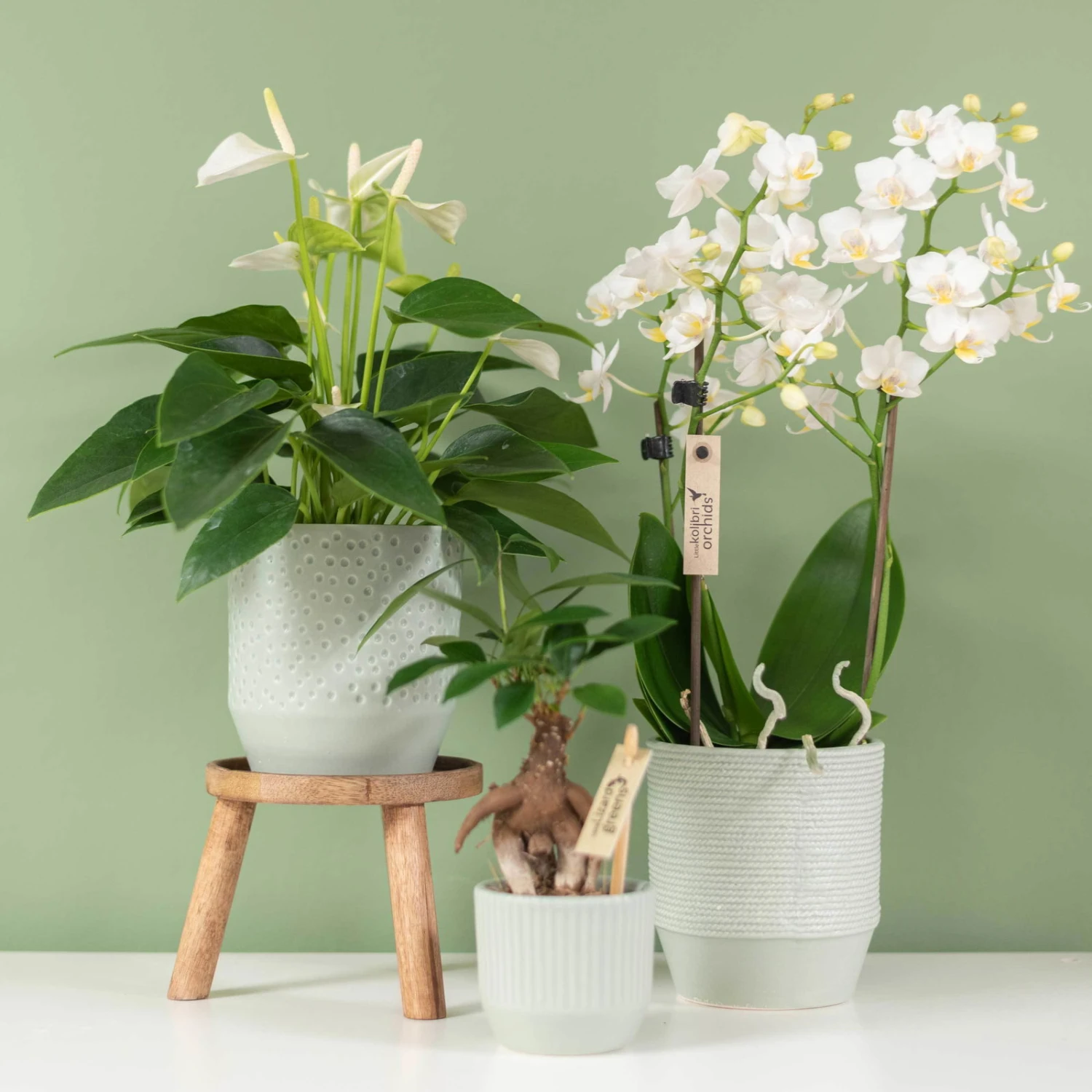 Phalaenopsis, Weißtöne, 2 Rispen, Topf-Ø 9 Cm, Höhe Ca. 30 Cm 3 Phalaenopsis, Weißtöne, 2 Rispen, Topf-Ø 9 Cm, Höhe Ca. 30 Cm