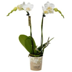Phalaenopsis, Weißtöne, 2 Rispen, Topf-Ø 9 Cm, Höhe Ca. 30 Cm 11 Phalaenopsis, Weißtöne, 2 Rispen, Topf-Ø 9 Cm, Höhe Ca. 30 Cm -Gardena Verkaufsgeschäft 0290100048 Phalaenopsis 2Rispen weiss 9cm Topf Hoehe 30cm