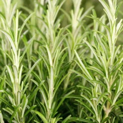 Rosmarin, Ballen-Ø Ca. 7 Cm, 3x 6er-Tray=18 Pflanzen -Gardena Verkaufsgeschäft 0319200055 Rosmarinus officinalis Koelle 6er Pack WS 1 103374