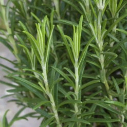 Rosmarin, Ballen-Ø Ca. 7 Cm, 3x 6er-Tray=18 Pflanzen -Gardena Verkaufsgeschäft 0319200055 Rosmarinus officinalis Koelle 6er Pack WS 2 103375