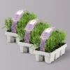 Rosmarin, Ballen-Ø Ca. 7 Cm, 3x 6er-Tray=18 Pflanzen -Gardena Verkaufsgeschäft 0319200154 Rosmarinus officinalis 6er Tray 3x6er Tray 121897