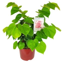 Chinesischer Judasbaum 'Avondale', 2er-Set, Höhe 40-60 Cm, Topf 5 Liter -Gardena Verkaufsgeschäft 0410112751 Cercis chin Avondale 2er Set2 114581