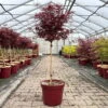 Japanischer Zwergahorn 'Shaina', Stammhöhe Ca. 40 Cm, Topf 10 Liter -Gardena Verkaufsgeschäft 0410300565 acer stamm shaina 7 123980