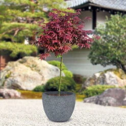 Japanischer Zwergahorn 'Shaina', Stammhöhe Ca. 40 Cm, Topf 10 Liter 11 Japanischer Zwergahorn 'Shaina', Stammhöhe Ca. 40 Cm, Topf 10 Liter -Gardena Verkaufsgeschäft 0410300565 Acer palm Shaina Zwergstamm PRINT STimmung 91950