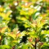 Ilex Meserveae 'Little Rascal'®, 20er-Set, Höhe 12-15 Cm, Topf 1,5 L 1 Ilex Meserveae 'Little Rascal'®, 20er-Set, Höhe 12-15 Cm, Topf 1,5 L -Gardena Verkaufsgeschäft 0410450634 Ilex mes Little Rascal 20er Set 1 83937