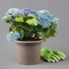 Kölle Gartenhortensie Ball Blau, 4/5 Liter Topf -Gardena Verkaufsgeschäft 0415100097 hydrangea mac ball blau 1 125070