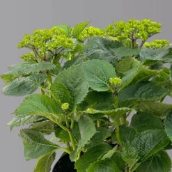 Öfterblühende Gartenhortensie Forever&Ever® Rot, 5 Liter Topf -Gardena Verkaufsgeschäft 0415200044 hydrangea forecver ever rot 3 125100