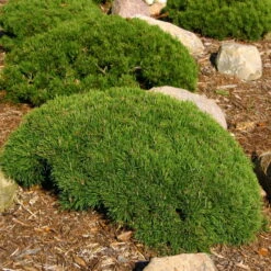 10er-Set Zwergbergkiefer 'Typ Tirol', Höhe 20-30 Cm, Je 2 Liter Topf