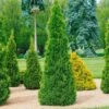 Thuja Occidentalis "Smaragd", 10er-Set, Höhe 20-30 Cm, Topf 2 Liter -Gardena Verkaufsgeschäft 0430380004 Thuja occ Smaragd 125 150 Co 10 15 18 25 lt 1 60533 1