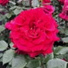 Duftende Edelrose 'Bellevue'®, Purpurrot, Topf 6 Liter 2 Duftende Edelrose 'Bellevue'®, Purpurrot, Topf 6 Liter -Gardena Verkaufsgeschäft 0460100686 KB Bellevue Premium Edelrose Co6lt purpurrot 40364